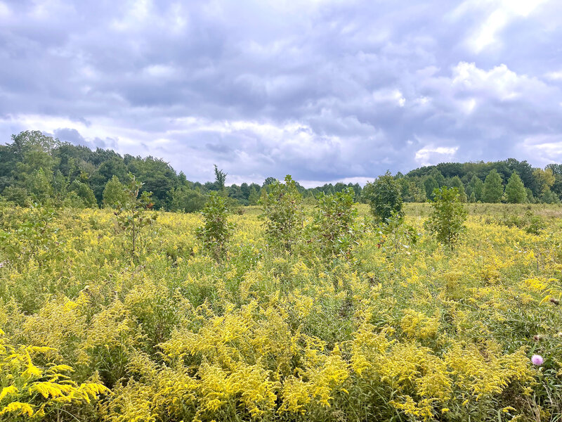 Wonderful prairie at the Moraine Nature Preserve.