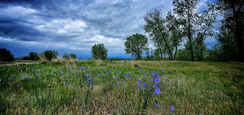 Wildflowers along MCKAY LAKE trail during the late spring of 2020.