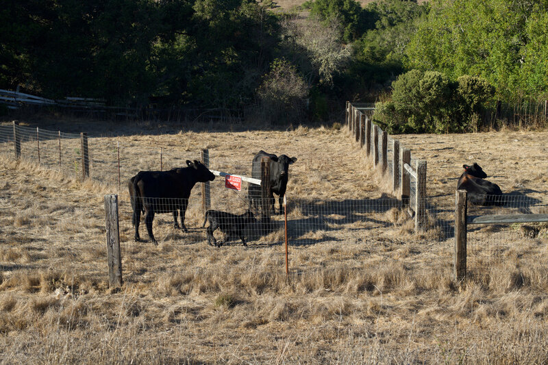 Cows can be found throughout the preserve, and depending on the time of the year, calves can be found with the cows.  Use caution as you approach, especially if calves are present.