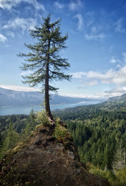 Lome Douglas Fir Viewpoint.