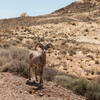 Bighorn Sheep near Silica Dome