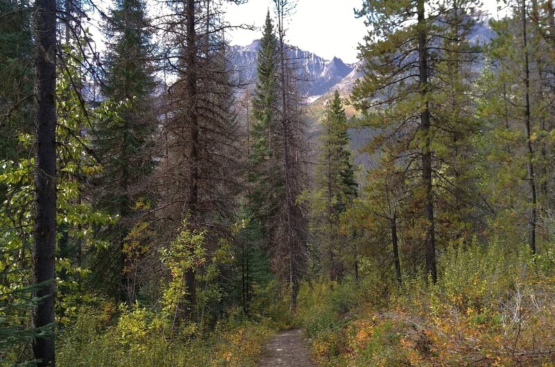 Rugged peaks are seen through the trees of the beautiful forest that Chaba Trail runs through.