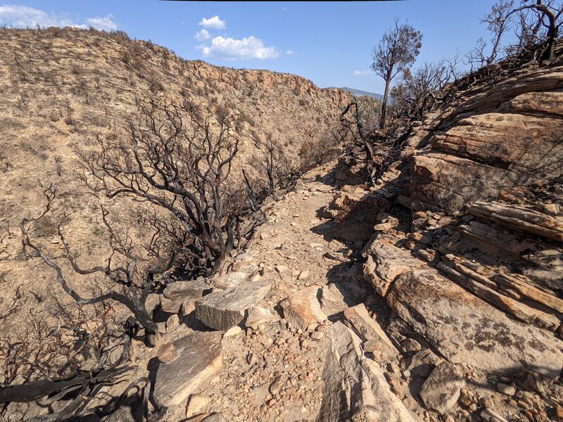 This section is "black diamond" or worse.  I navigated it fairly easily but some treefall and washed out trail on scree slope was somewhat sketchy.