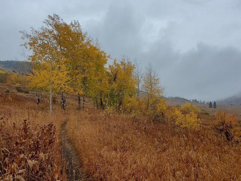 Looking towards Meadow Mountain from Half Nelson Trail.