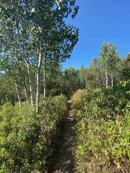 Aspens