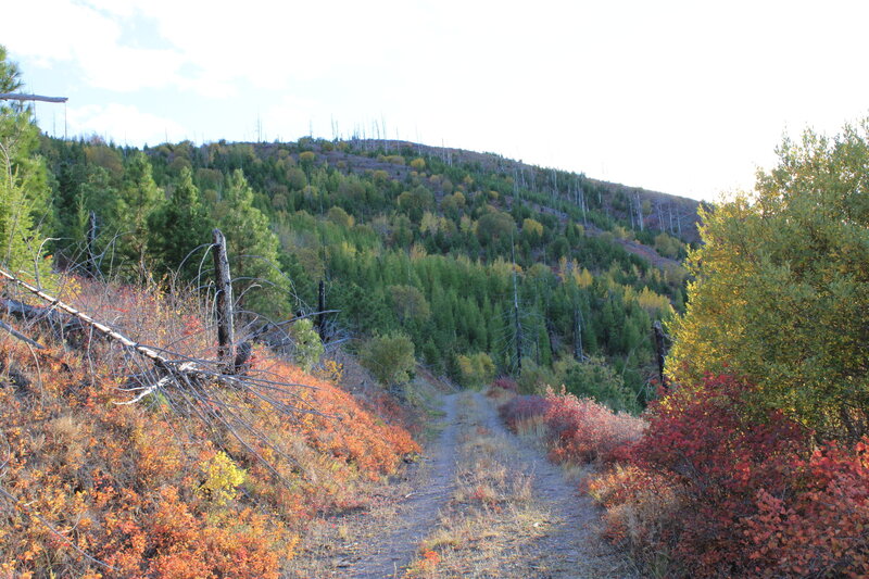 Looking up the old Lyon Gulch Road.