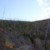 New growth among the burnt timber.