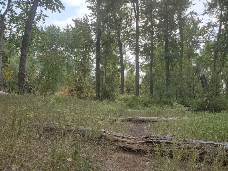 Logs over the trail are common. Some are more difficult to navigate than others!