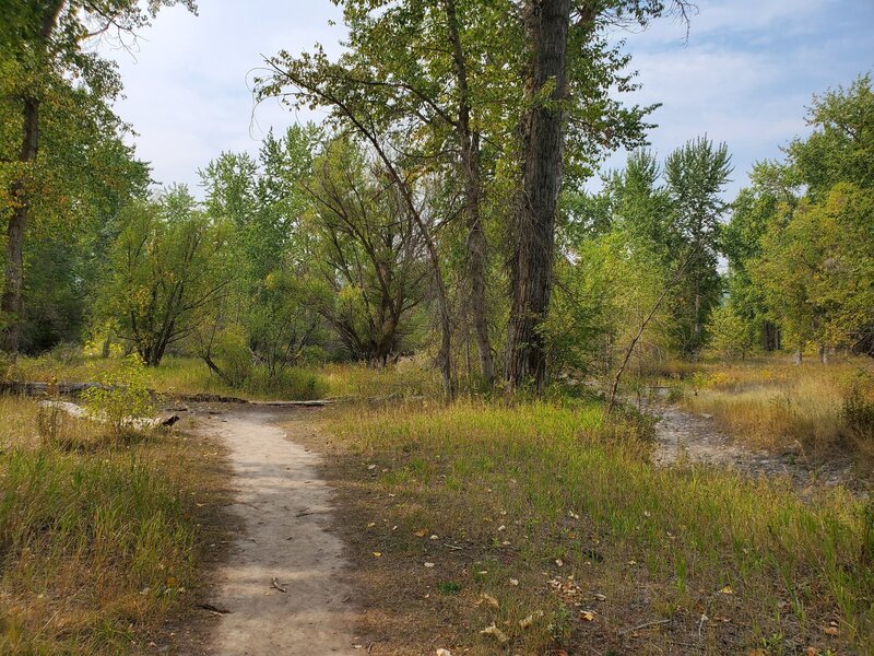 Trail weaves through the cottonwoods.