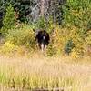 Three moose feeding in the morning on the side of Lily Pad Lake.