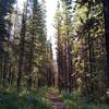 The beautiful fir forest along Willow Creek Trail.