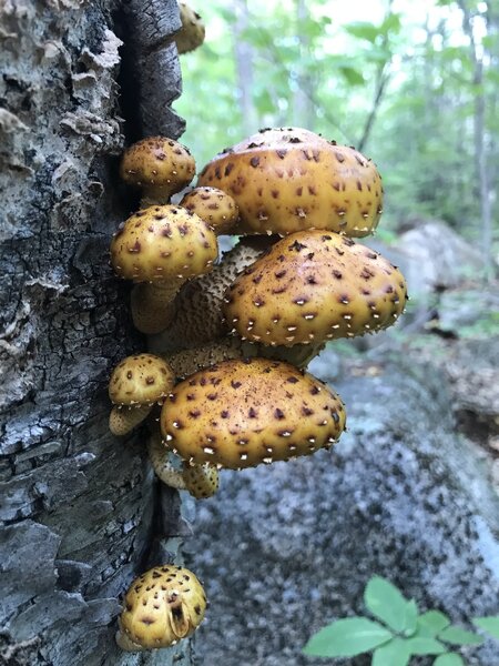 Pholiota Mushrooms on Birch.