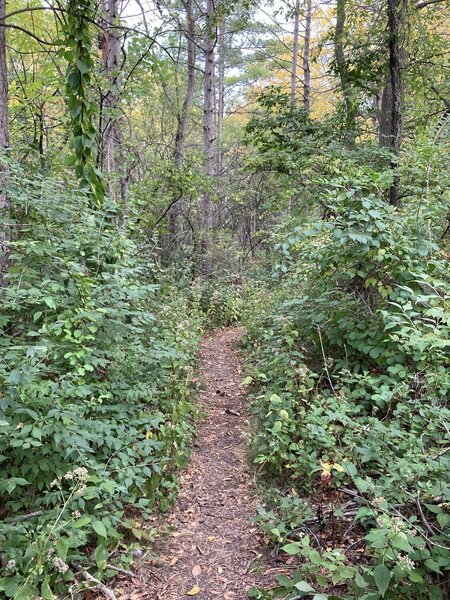 The flat, wider portions of the trail look like this.