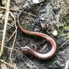 Red Back Salamander