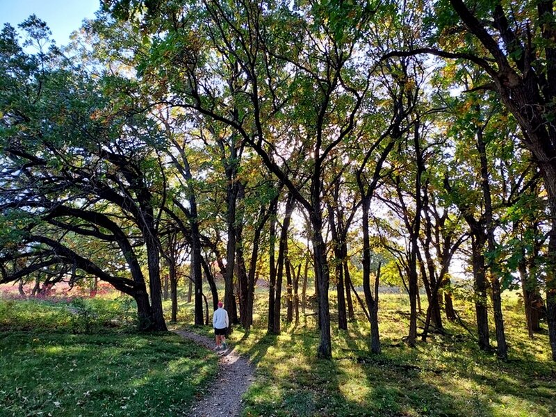 Through a patch of forest