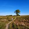 Toward a lone tree on the prairie.