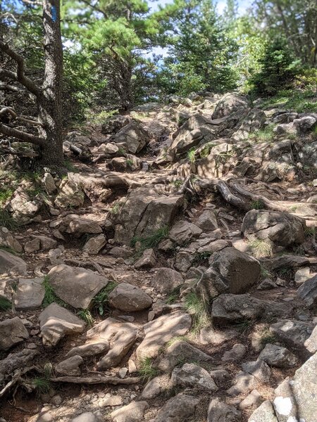 Interesting textures of rock, trees and shadows along the Great Head Trail.