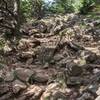 Interesting textures of rock, trees and shadows along the Great Head Trail.