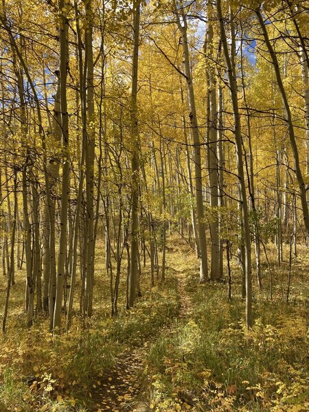 During autumn, the Aspen forest takes on a totally different look and feel.