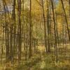 During autumn, the Aspen forest takes on a totally different look and feel.