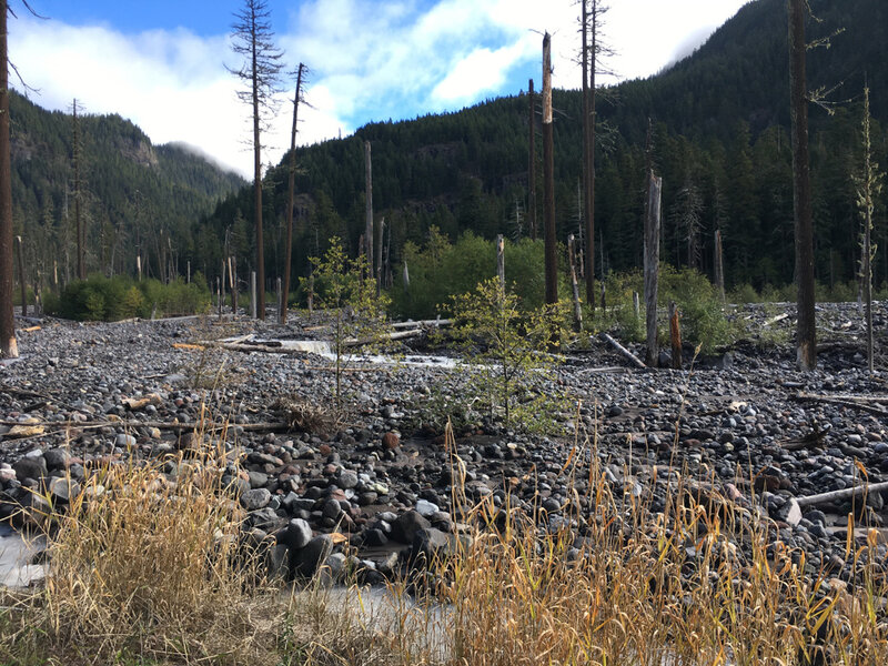 Tahoma Creek from the Westside Road