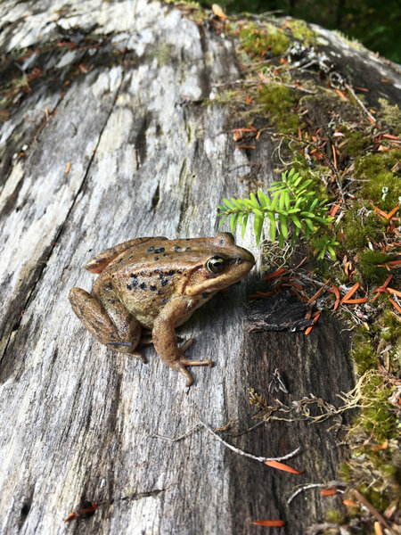 Frog on a log