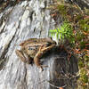 Frog on a log