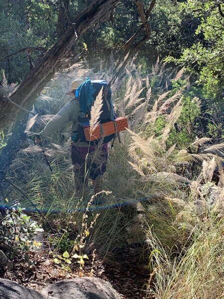 The trail is extremely overgrown. I am on the trail in this photo.