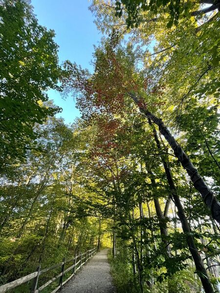 Trail and trees.