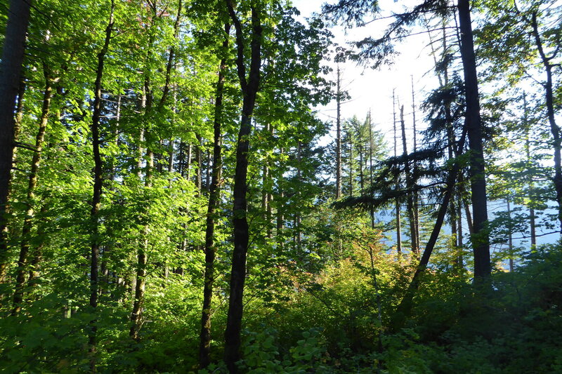 Trail is heavily forested.  Certain times of day the sun is beautiful in the trees.