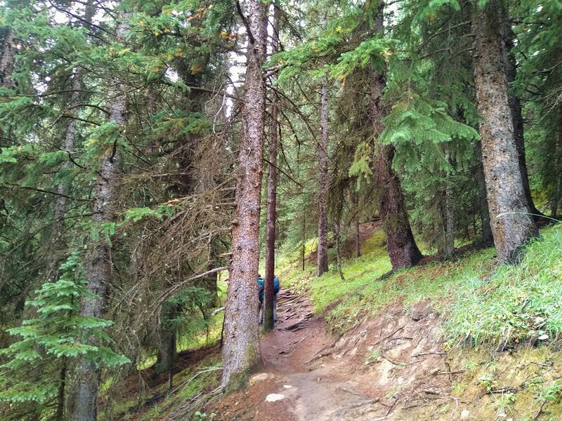 Wilcox Pass Trail starts off in the beautiful fir forest.