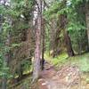 Wilcox Pass Trail starts off in the beautiful fir forest.