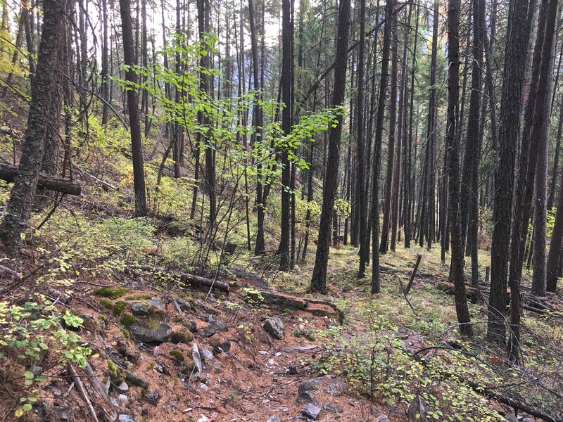 Narrow, needle-strewn trail begins its gradual climb from Peck Gulch day use area.