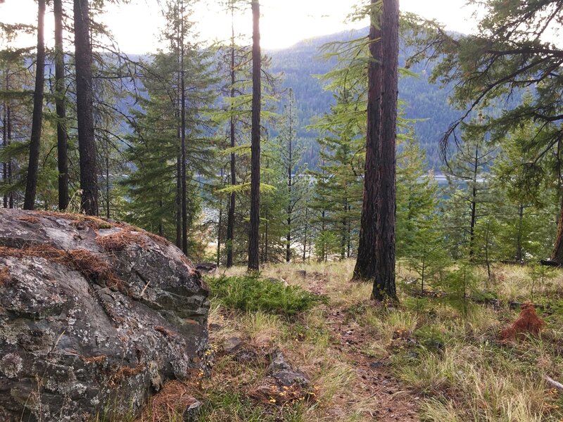 As you hike this pleasant, needly track, you're somehow totally unaware that this little trail is tucked within the bend of the entrance road.