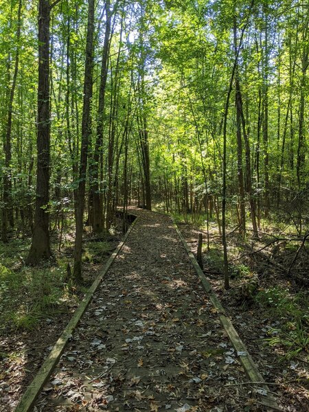 Boardwalk along the Edgewood Nature Trail.