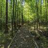 Boardwalk along the Edgewood Nature Trail.