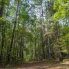 Pine lands on the Beaver Swamp Trail.