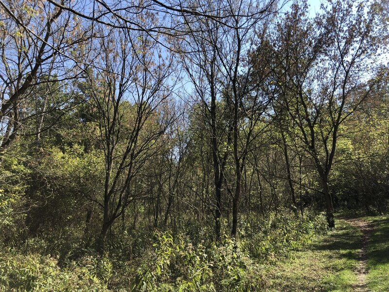 Grove of boxelder trees (Acer negundo) along Prairie Loop.