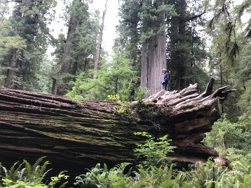 Giant trees to climb on and explore.