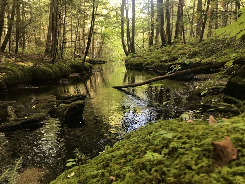 Mossy banks of the Bearcamp River.