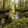 Mossy banks of the Bearcamp River.