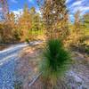 The Longleaf Pine the trail is named after are just getting started.