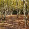 Autumn at Lemoine Point