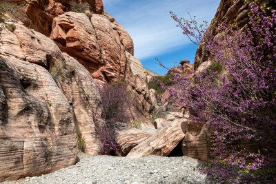 Beautiful blossoming bushes line the canyon walls.