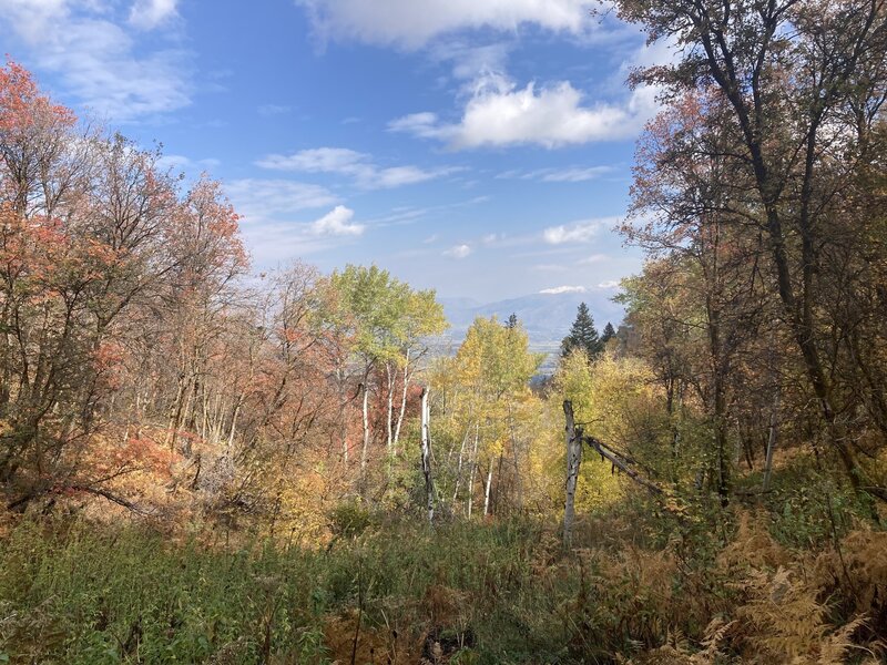 Fall foliage in Wide Canyon