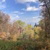 Fall foliage in Wide Canyon