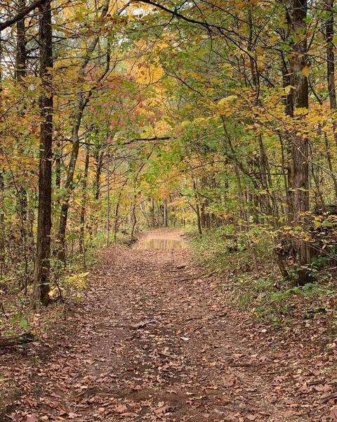 Trail along the creek in the fall.