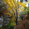 Maple tree in fall colors, Bear Canyon Trail.