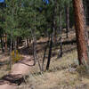 The trail narrows and climbs up the hillside toward the Roof Trail and the visitor center.