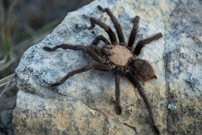 Brown tarantulas are common in the fall.